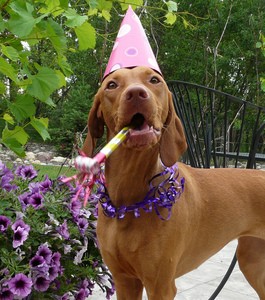 dog-age-birthday-by-janiejonesmt.jpg