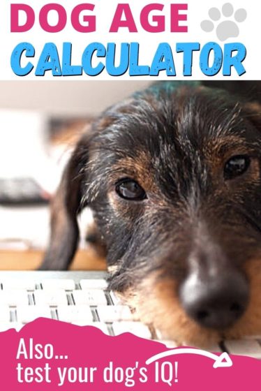 Dog age calculator free online tool