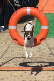 dog-agility-by-danizamora.jpg