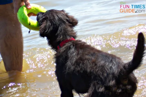 Our puppy playing with an Air Kong dog toy in the lake... they float!