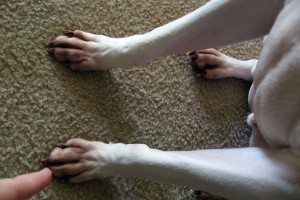 This dogs paws are red and swollen from constant licking due to allergies. photo by twodolla on Flickr