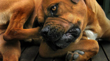Dog Allergy Symptoms, Causes & Treatment