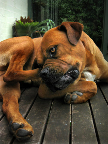 Dog Allergy Symptoms, Causes &amp; Treatment | The Dog Guide