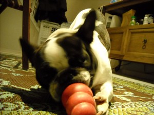 dog-and-kong-by-fooferfitten.jpg