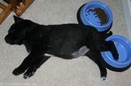 dog-asleep-in-food-bowl.jpg
