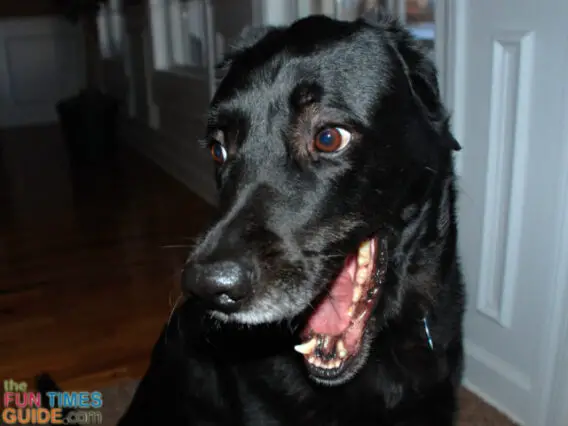 My dog showing his teeth for us while exhaling some of that fishy dog breath he's known for! 