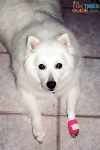 dog-bandages