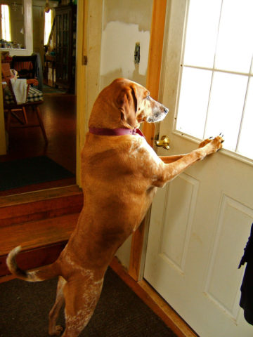 how to get dog to stop barking at doorbell