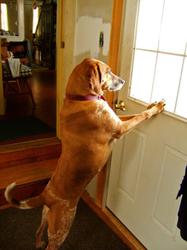 why do dogs bark at the doorbell