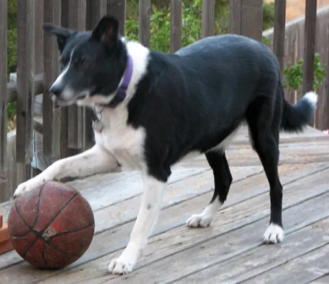 dog-basketball
