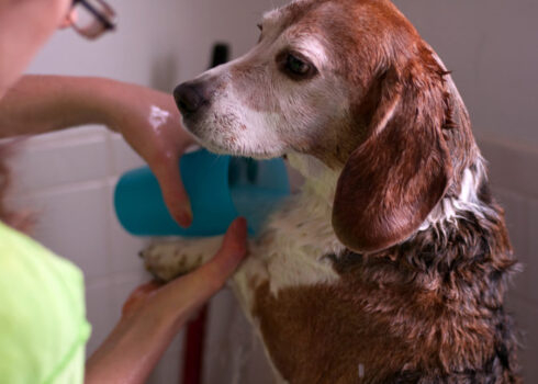 DIY dog grooming mostly includes a dog bath, clipping dog nails, brushing your dog's teeth and fur.