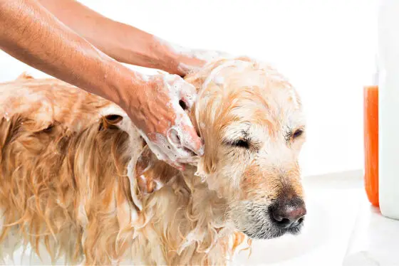 Giving your dog a bath will kill the fleas in your dog's fur by suffocating and drowning them.