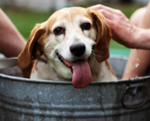 dog-bath-tub