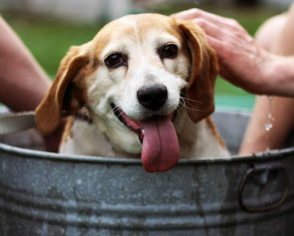 do dogs like getting baths