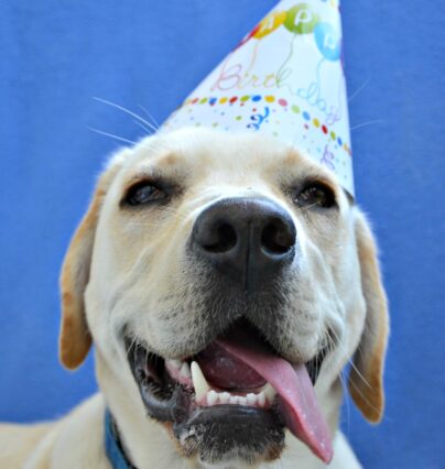 How To Host A Dog Birthday Party | First Time Dog Owners Guide