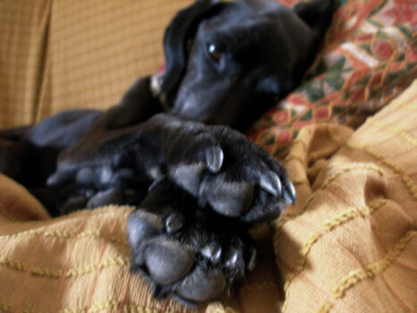 dog-black-nails