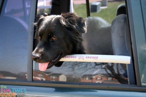 dog going riding in the car with a doggie chin rest