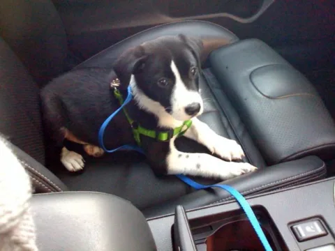 Dog's first car ride