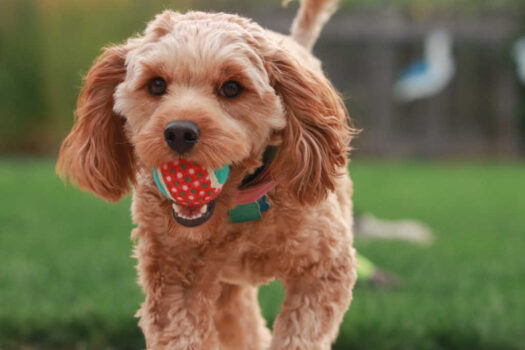 Playing catch with your dog is one of the easiest ways to prevent dog boredom and burn off some energy! See our top 5 dog balls for playing catch.