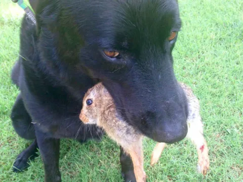 Your dog caught a baby bunny rabbit in its mouth... now what should you do?
