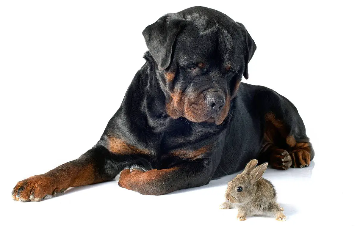 What should you do when your dog catches a bunny rabbit? Here's what I do each time my dog discovers a new rabbit nest. Plus some clever tips from other dog owners who've been through the same thing. 