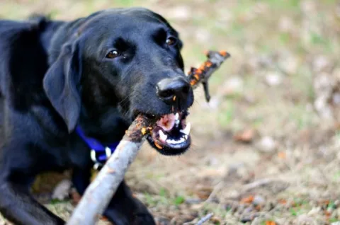 dog-chewing-on-sticks