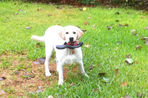 dog-chewing-shoes