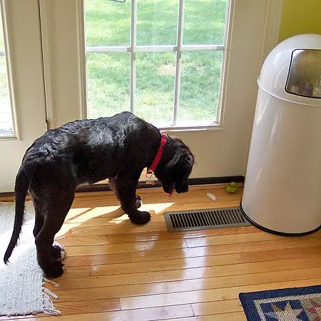 My dog really wants the ice AND the toy, but... he's nervous. See why. (It involves his dog collar!)