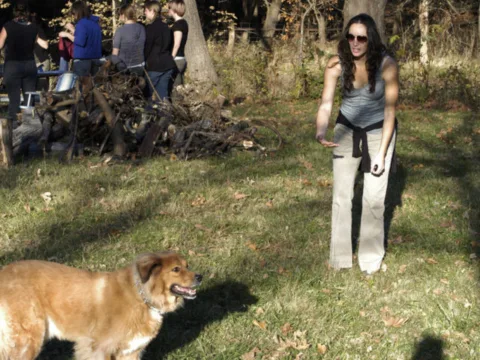 dog-come-command