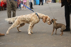 dog-communication-by-aresauburn.jpg