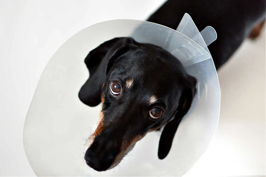 Dachshund cone of sales shame