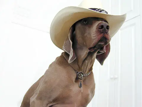 dog-cowboy-hat