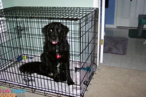 dog-crate-training