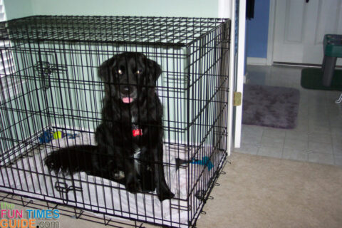 dog crate for lab