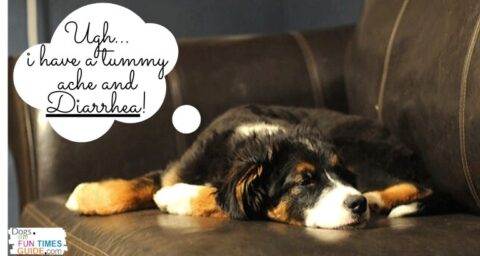 Vet approved home remedies for dog diarrhea that you can do at home