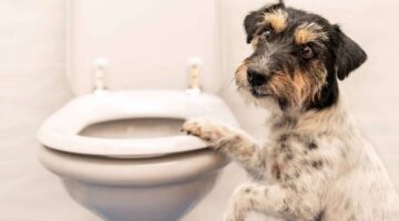 I Finally Found The Perfect Dog Diarrhea Treatment!