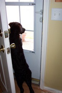 dog-doorbell-training.jpg