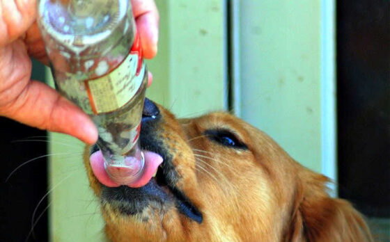 There are only a few beers that are safe for dogs to drink. See which ones here! 