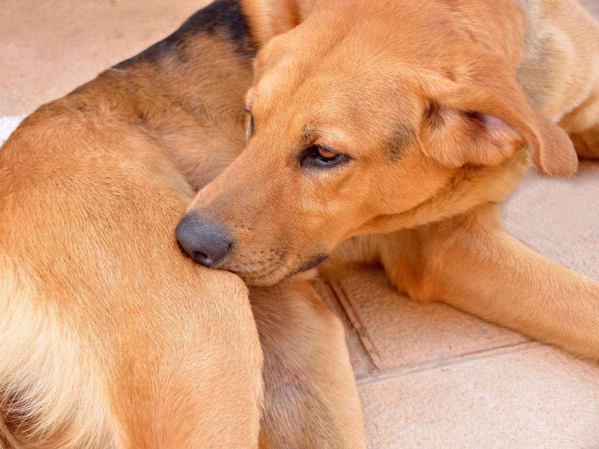 Have a smelly dog? I had a stinky dog for awhile too -- until I figured out which home remedies actually worked (and which ones didn't). These are the best dog odor remedies to remove a lingering dog smell. 