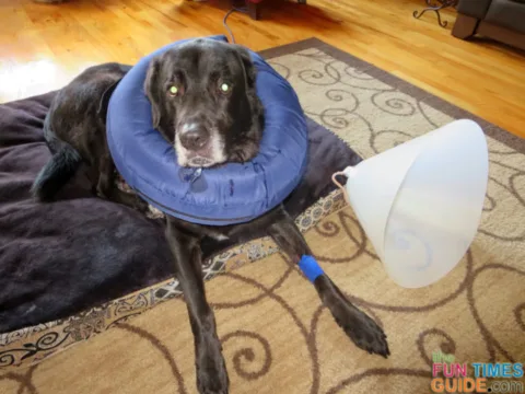 Fast forward several years, and my dog had an opportunity to try an inflatable dog collar when he had a hot spot on his leg. It worked great for us! 