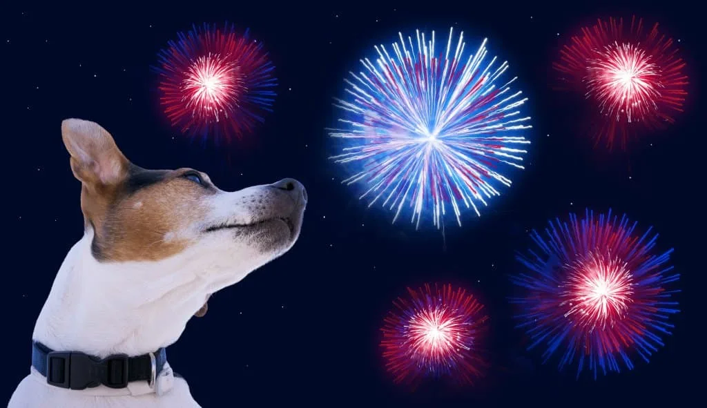 Dogs and fireworks tips you need to know!