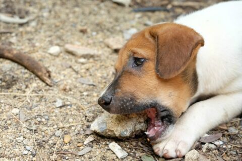 dog eating rocks