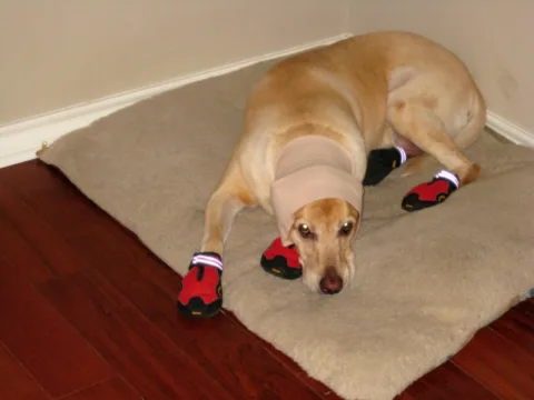Putting dog boots on each of your dog's paws will discourage scratching -- especially for an injury around the head and upper body area. 