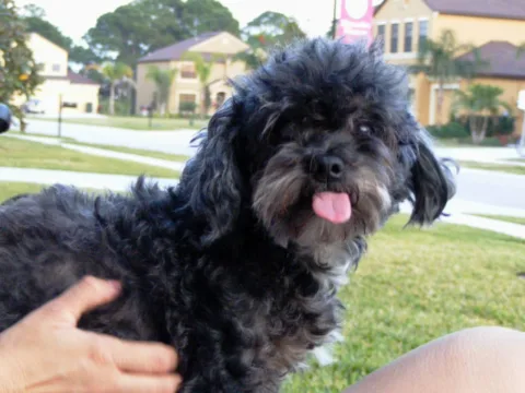 dog-epilepsy