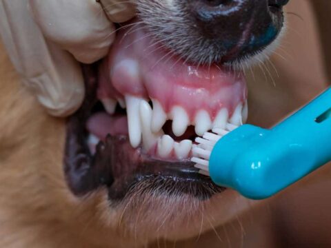 dog-finger-toothbrush