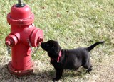 dog-fire-hydrant.jpg