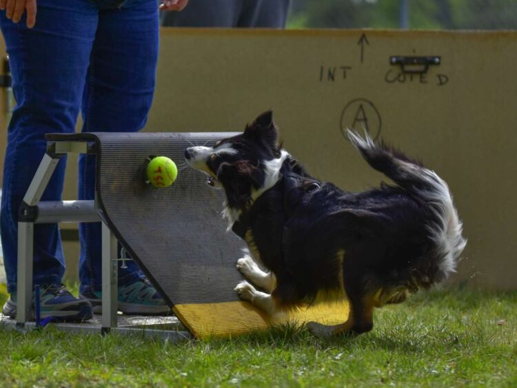 homemade-brain-games-for-dogs-keep-your-dog-mentally-stimulated-first