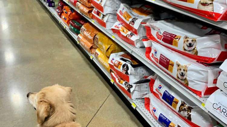 Walking down the dog food aisle in the supermarket.