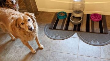 Petmate Replendish: The Best Auto-Waterer for Multiple Dogs?
