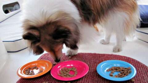 Dog with allergies doing a dog food trial. 